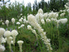 Beargrass Seeds (Xerophyllum tenax) - Northwest Meadowscapes