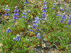 Bicolor Lupine Seeds (Lupinus bicolor) - Northwest Meadowscapes