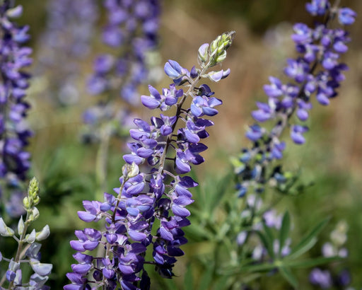 Big Leaf Lupine Seeds (Lupinus polyphyllus) - Northwest Meadowscapes