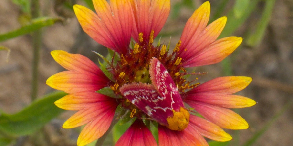 blanket flower seeds Blanket Flower Seeds (Gaillardia aristata) — Northwest Meadowscapes