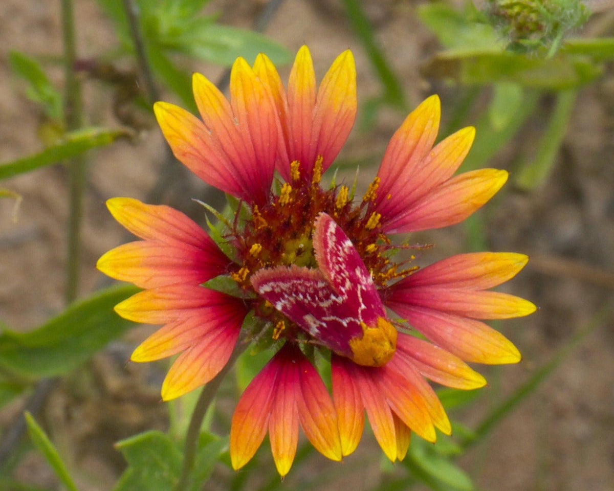 Blanket Flower Seeds (Gaillardia aristata)