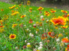 Blanket Flower Seeds (Gaillardia aristata) - Northwest Meadowscapes