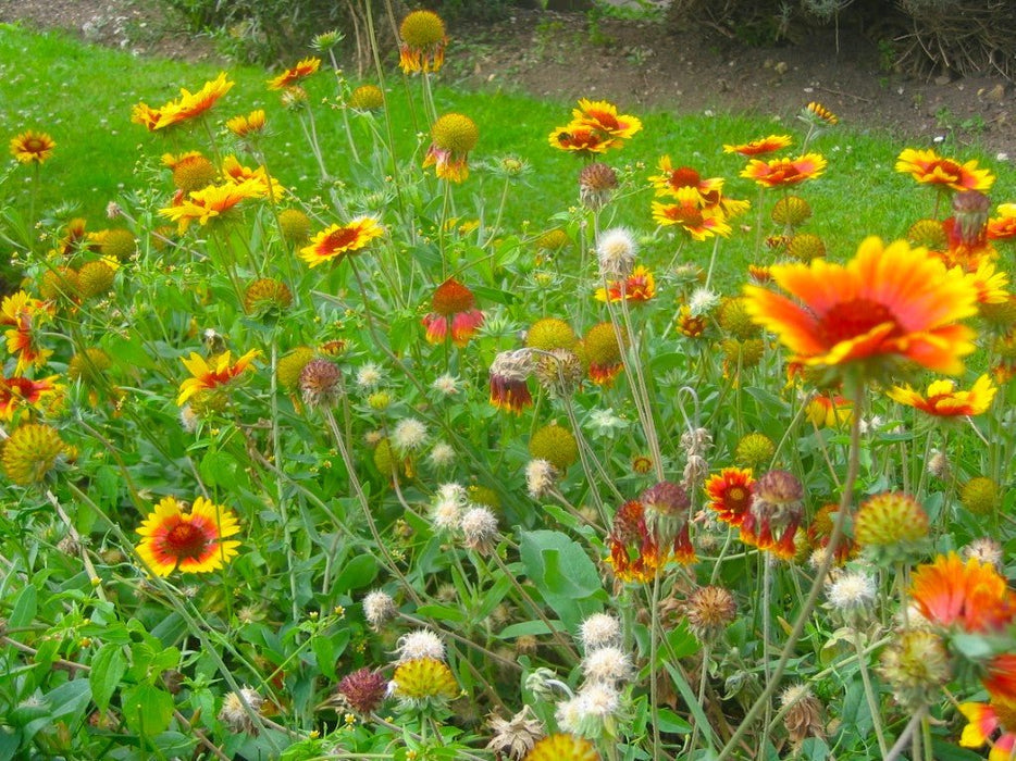 gaillardia blanket flower seeds Blanket Flower Seeds (Gaillardia aristata)