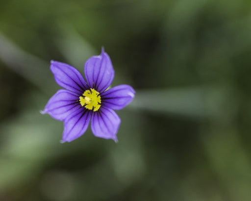 Blue Eyed Grass Seeds (Sisyrinchium idahoense) - Northwest Meadowscapes