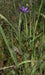 Blue Eyed Grass Seeds (Sisyrinchium idahoense) - Northwest Meadowscapes