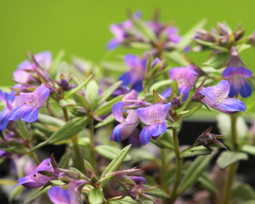 Blue-Eyed Mary Seeds (Collinsia grandiflora) - Northwest Meadowscapes