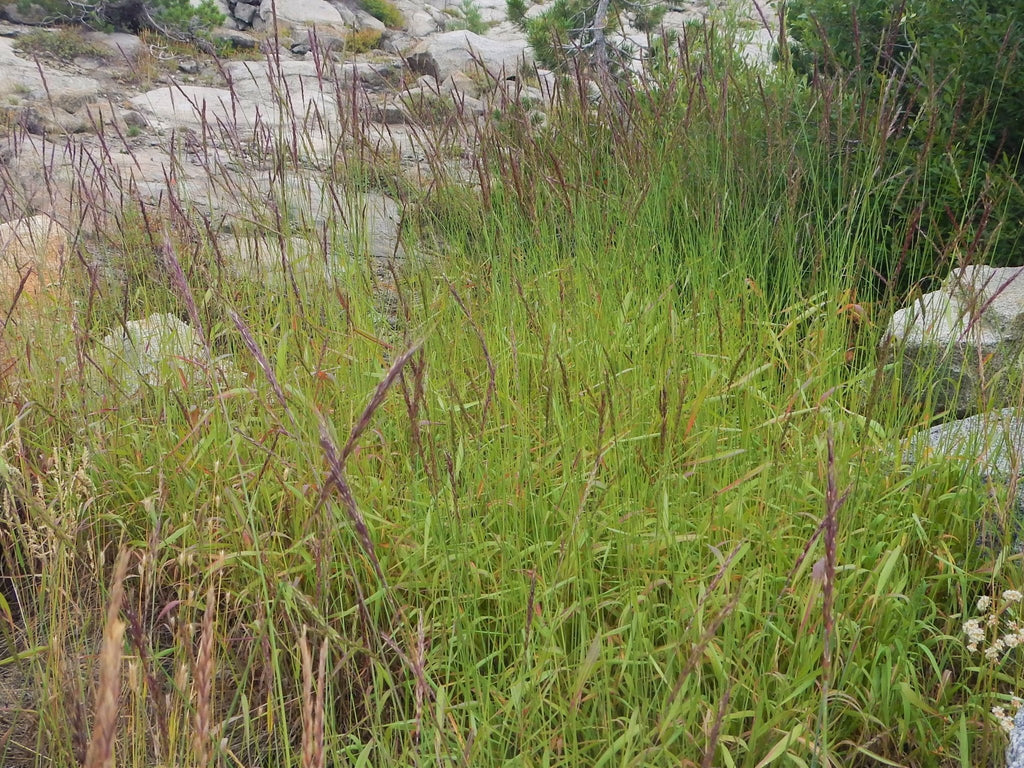 Native Grasses — Northwest Meadowscapes
