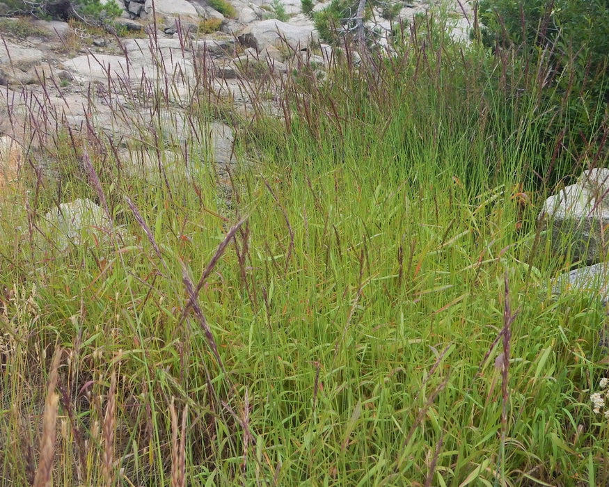 Blue Wild Rye Seeds (Elymus glaucus) - Northwest Meadowscapes