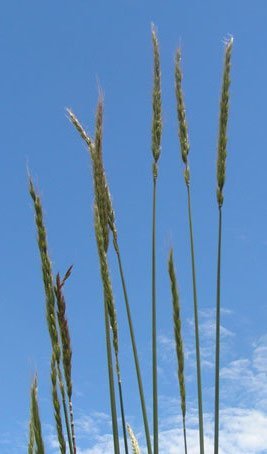Blue Wild Rye Seeds (Elymus glaucus) - Northwest Meadowscapes