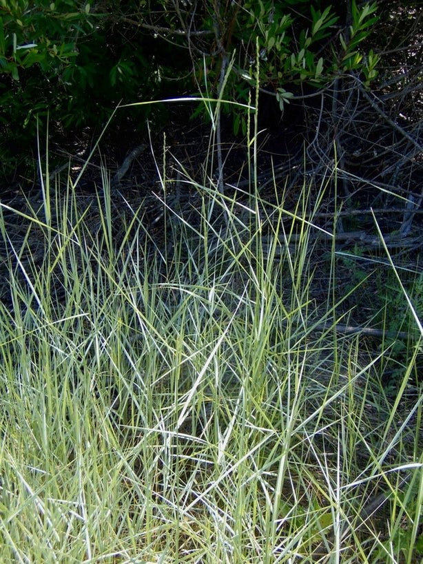 Blue Wild Rye Seeds (Elymus glaucus) — Northwest Meadowscapes