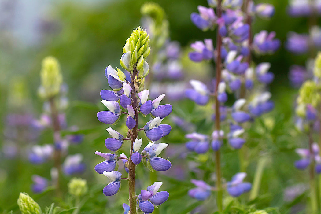 lupine flower seeds Broadleaf Lupine Seeds (Lupinus latifolius)
