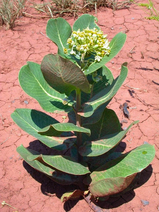 where to buy milkweed plants or seeds Broadleaf Milkweed Seeds (Asclepias latifolia) — Northwest Meadowscapes