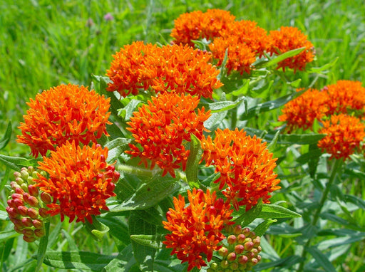Butterfly Milkweed Seeds (Asclepias tuberosa) - Northwest Meadowscapes