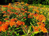 Butterfly Milkweed Seeds (Asclepias tuberosa) - Northwest Meadowscapes
