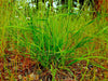 California Oatgrass Seeds (Danthonia californica) - Northwest Meadowscapes