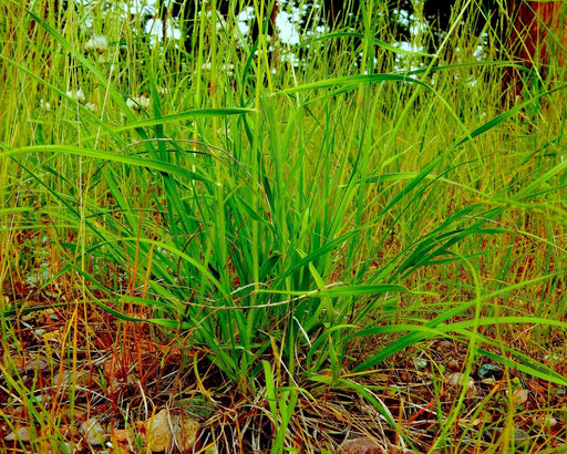 California Oatgrass Seeds (Danthonia californica) - Northwest Meadowscapes