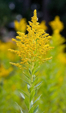 canadian flower seeds Canada Goldenrod Seeds (Solidago canadensis) — Northwest Meadowscapes
