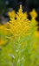 Canada Goldenrod Seeds (Solidago canadensis) - Northwest Meadowscapes
