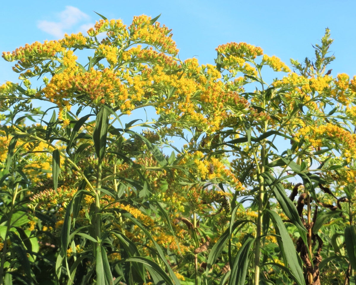 planting goldenrod seeds Canada Goldenrod Seeds (Solidago canadensis)