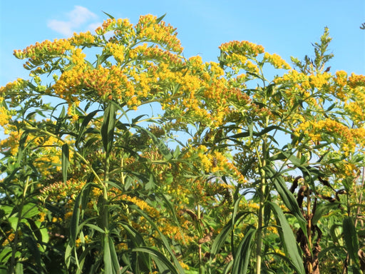 Canada Goldenrod Seeds (Solidago canadensis) - Northwest Meadowscapes