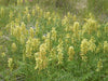 Canada Milkvetch Seeds (Astragalus canadensis) - Northwest Meadowscapes
