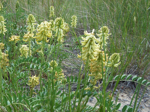 Canada Milkvetch Seeds (Astragalus canadensis) - Northwest Meadowscapes
