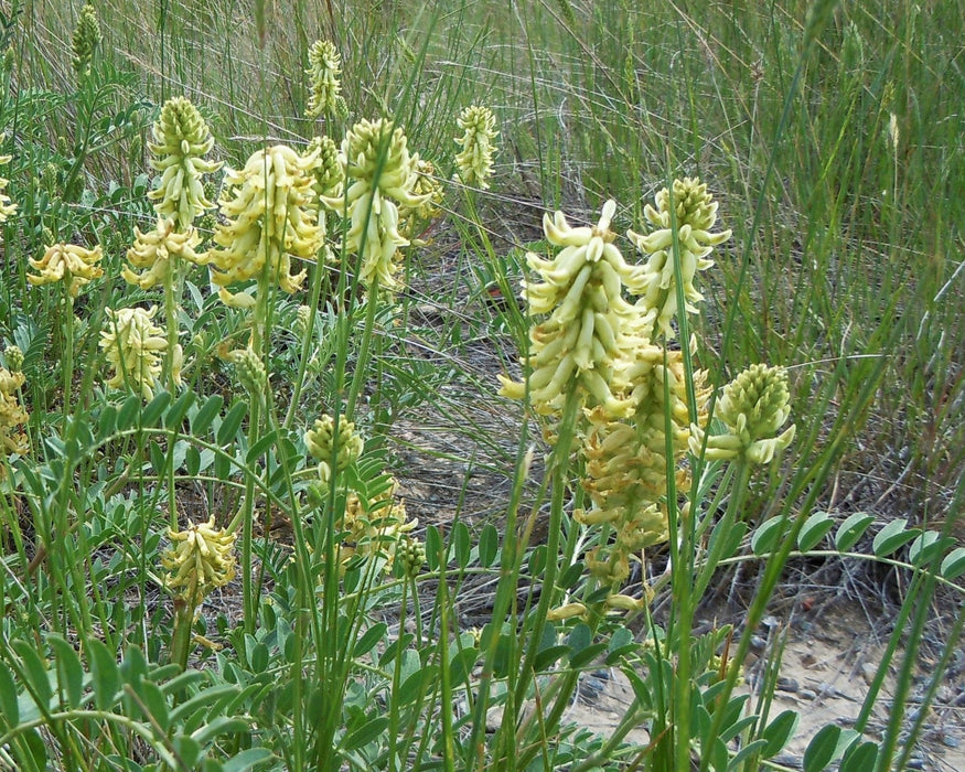 Canada Milkvetch Seeds (Astragalus canadensis) - Northwest Meadowscapes