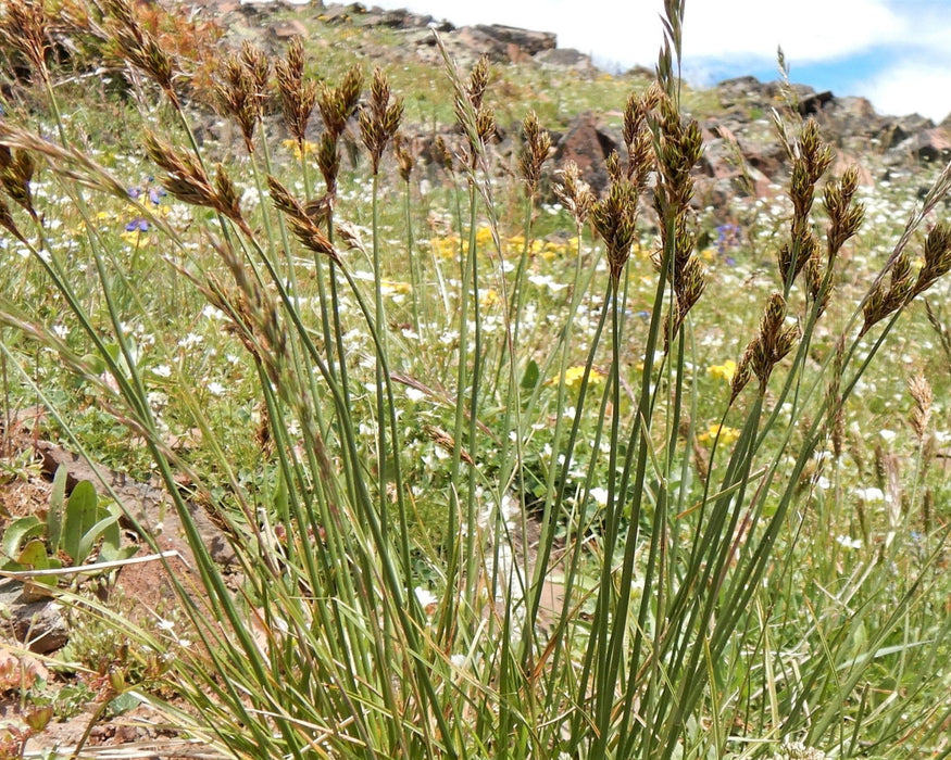 Chamisso Sedge Seeds (Carex pachystachya) - Northwest Meadowscapes