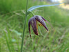 Checker Lily Seeds (Fritillaria affinis) - Northwest Meadowscapes