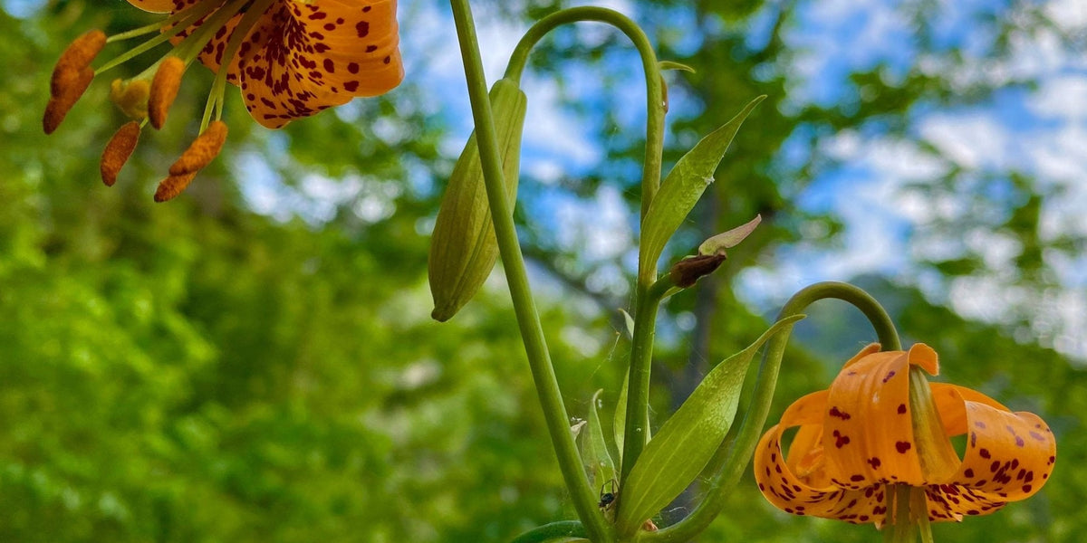 Columbia Lily Seeds (Lilium columbianum)