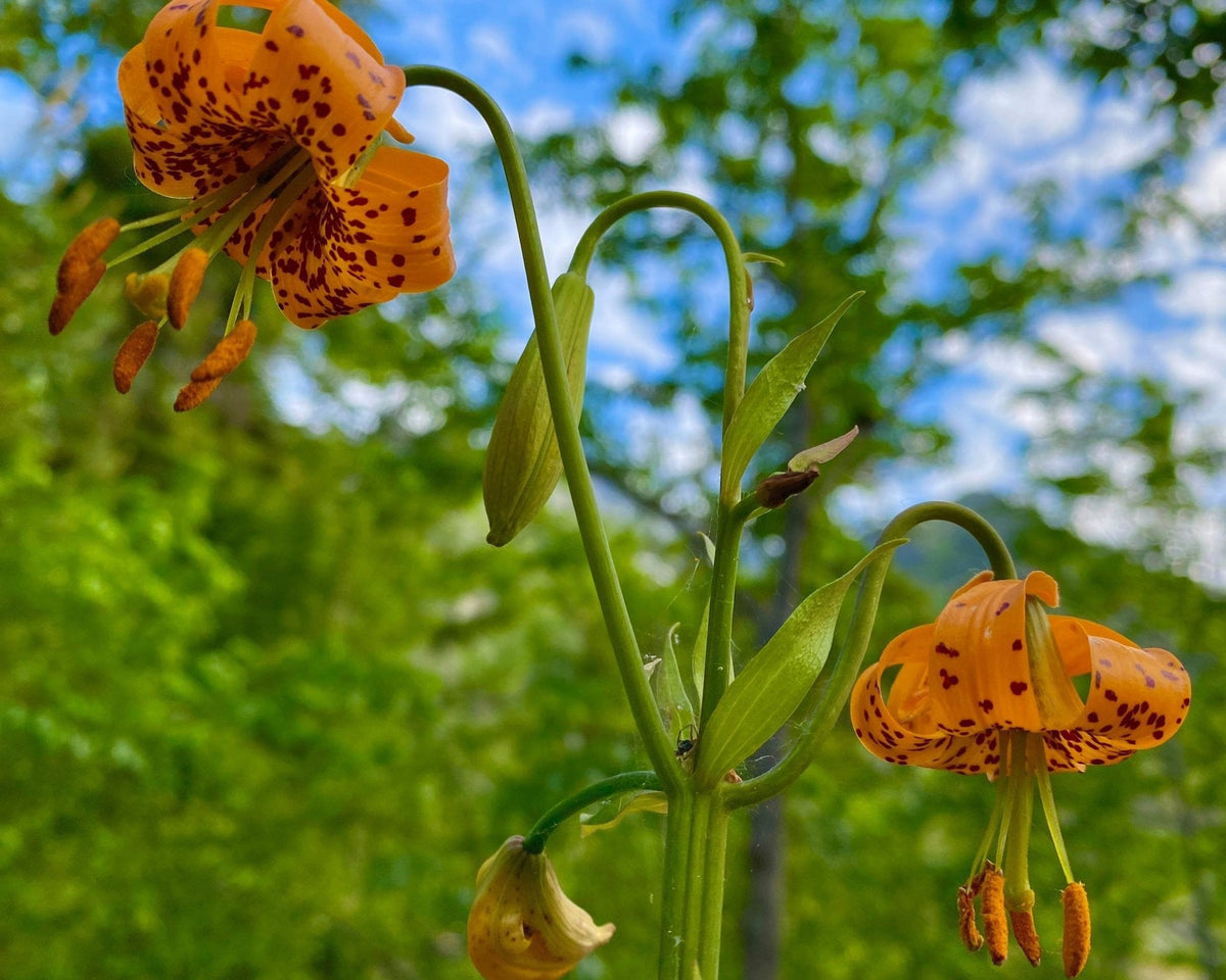 columbia lily flower Columbia Lily Seeds (Lilium columbianum)