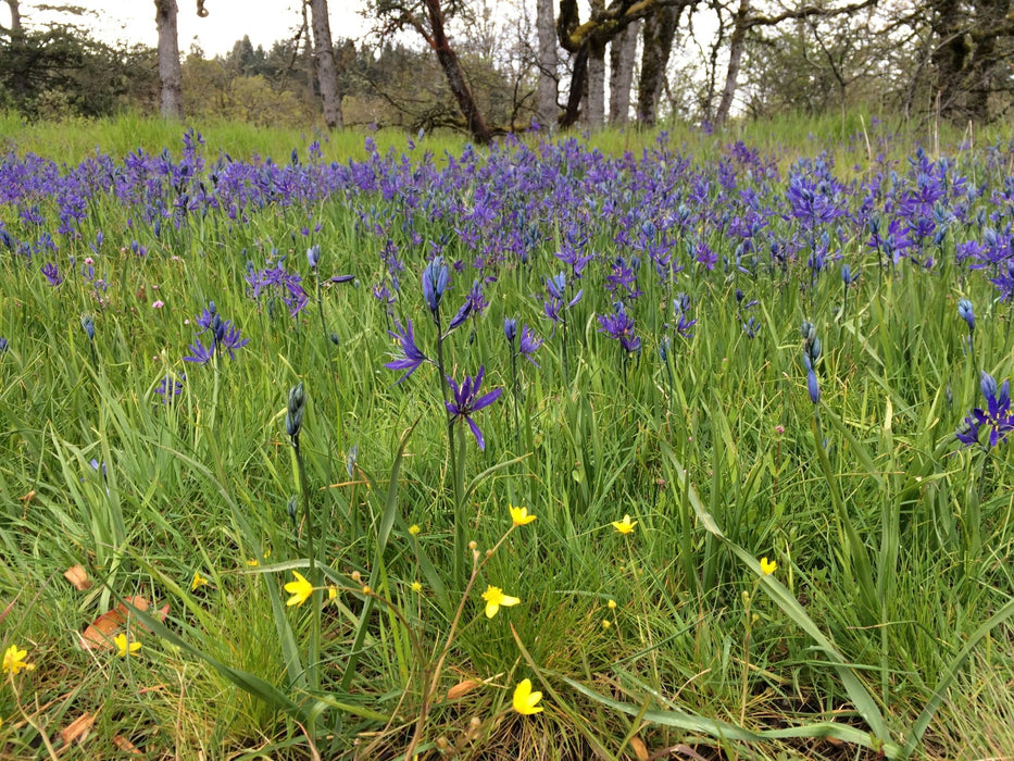 Common Camas Bulbs (Camassia quamash) - Northwest Meadowscapes