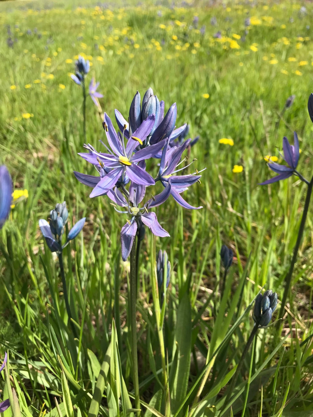Common Camas Bulbs (Camassia quamash) - Pre Order for Nov 2026 Shippin ...