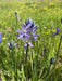 Common Camas Bulbs (Camassia quamash) - Northwest Meadowscapes