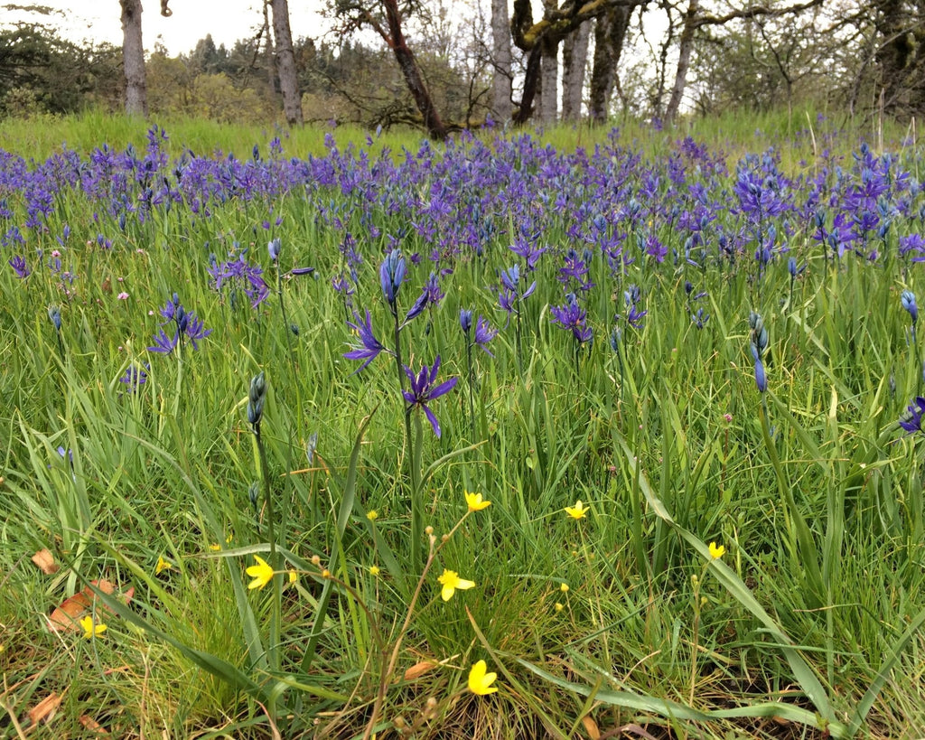 Common Camas Seeds (Camassia quamash) — Northwest Meadowscapes