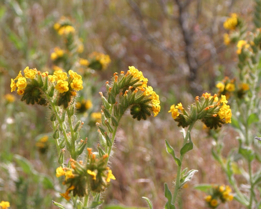 Common Fiddleneck Seeds (Amsinckia menziesii) - Northwest Meadowscapes