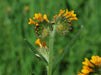 Common Fiddleneck Seeds (Amsinckia menziesii) - Northwest Meadowscapes