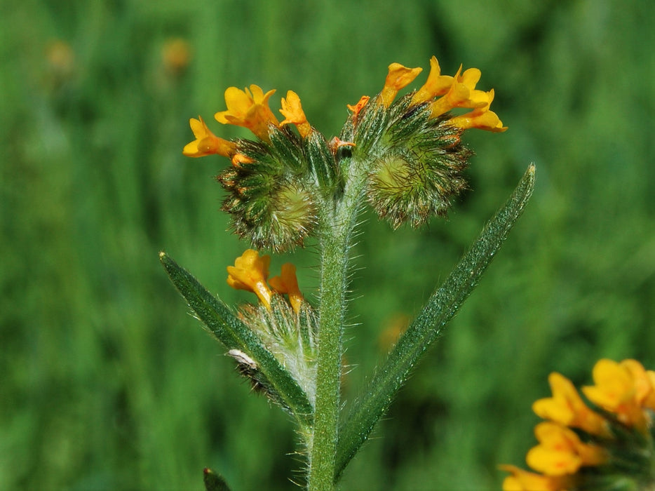 Common Fiddleneck Seeds (Amsinckia menziesii) - Northwest Meadowscapes