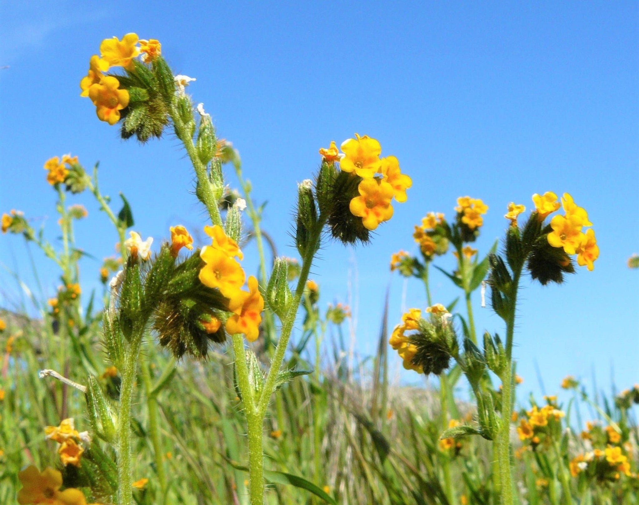 Common Fiddleneck Seeds (Amsinckia menziesii) — Northwest Meadowscapes
