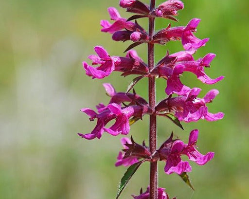 Cooley's Hedge Nettle Seeds (Stachys cooleyae) - Northwest Meadowscapes