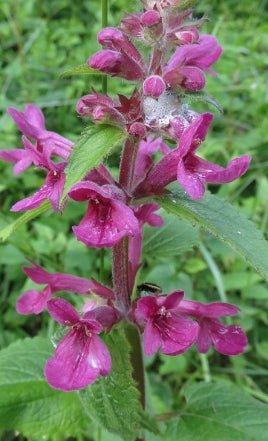 Cooley's Hedge Nettle Seeds (Stachys cooleyae) - Northwest Meadowscapes