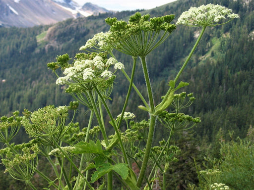 Cow Parsnip Seeds (Heracleum maximum) - Northwest Meadowscapes