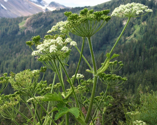 Cow Parsnip Seeds (Heracleum maximum) - Northwest Meadowscapes