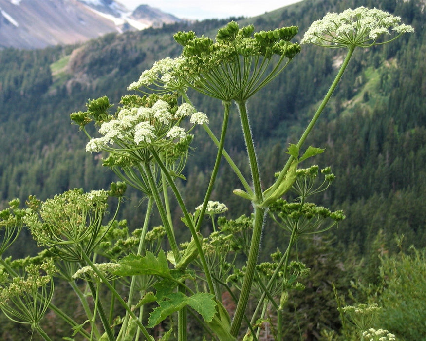 Cow Parsnip Seeds (Heracleum maximum) - Northwest Meadowscapes