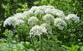 Cow Parsnip Seeds (Heracleum maximum) - Northwest Meadowscapes
