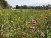Deer Defense Seed Mix - Northwest Meadowscapes