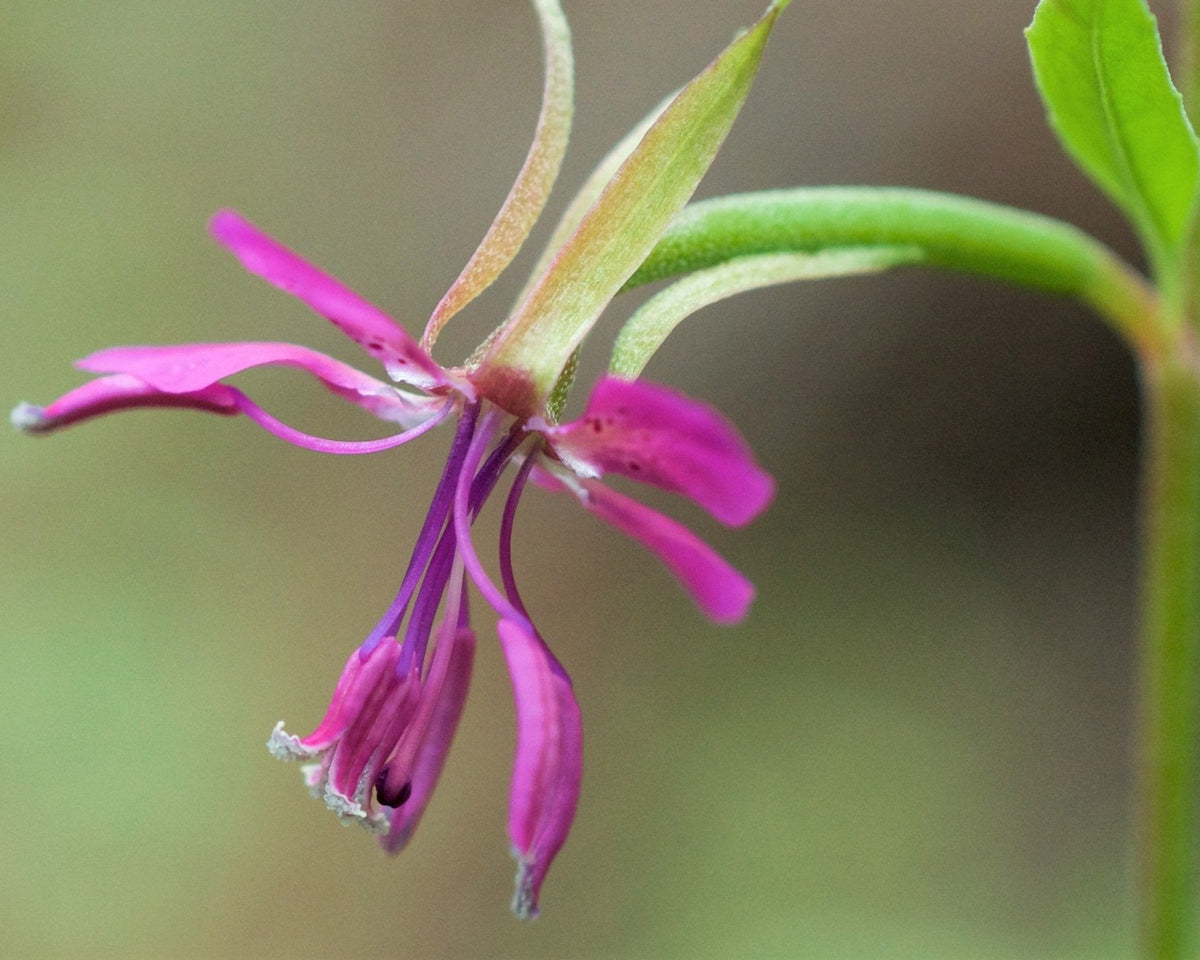 Diamond Clarkia Seeds (Clarkia rhomboidea) — Northwest Meadowscapes
