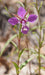 Diamond Clarkia Seeds (Clarkia rhomboidea) - Northwest Meadowscapes