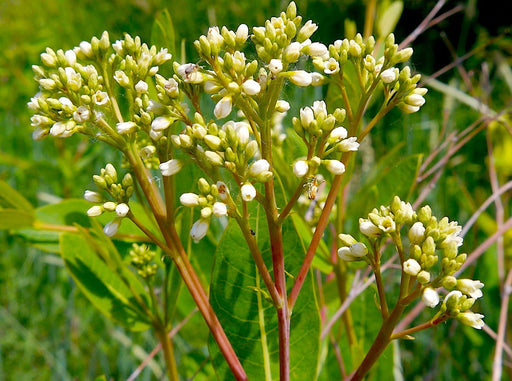 Dogbane Hemp Seeds (in the pod) (Apocynum cannabium) - Northwest Meadowscapes