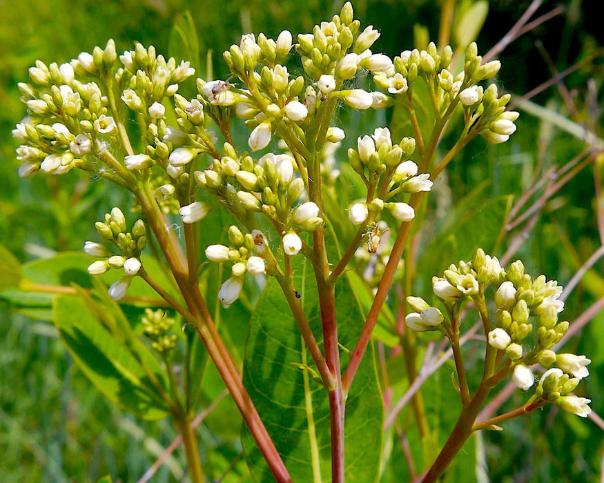 Dogbane Hemp Seeds (in the pod) (Apocynum cannabium) - Northwest Meadowscapes